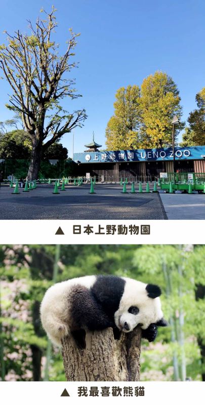 我最喜歡的動物～熊貓